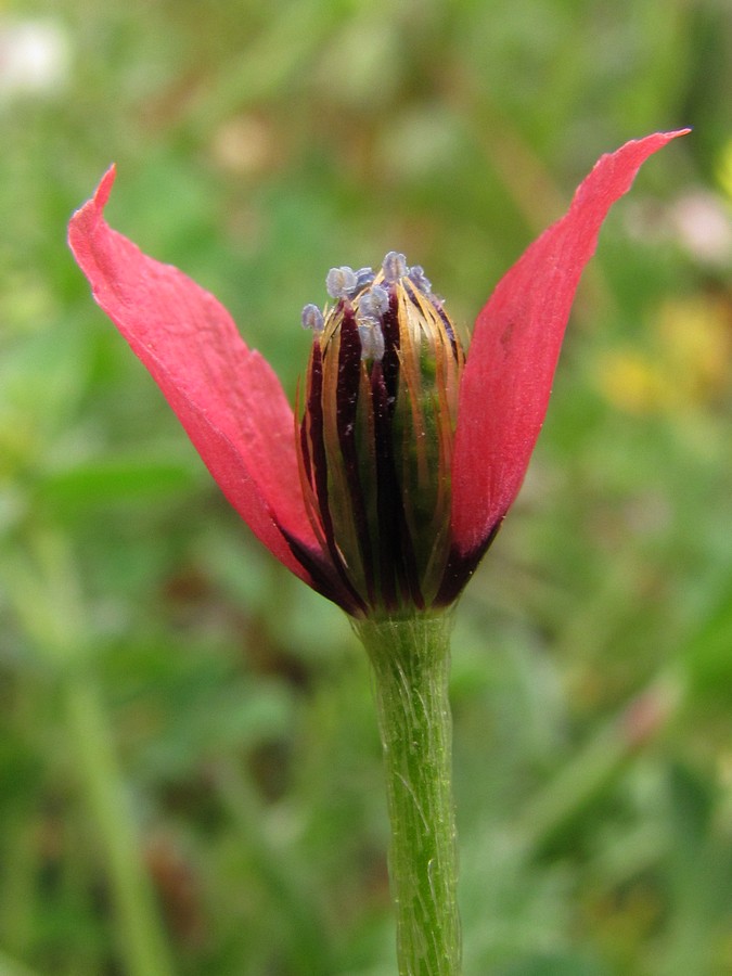 Изображение особи Papaver hybridum.