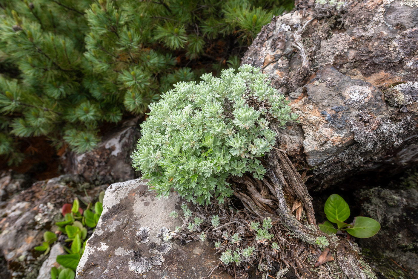 Image of Artemisia lagocephala specimen.