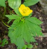 Trollius riederianus. Цветок и листья. Хабаровский край, р-н имени Лазо, массив горы Ко, выс. ≈ 1450 м н.у.м., еловый лес. 22.06.2026.