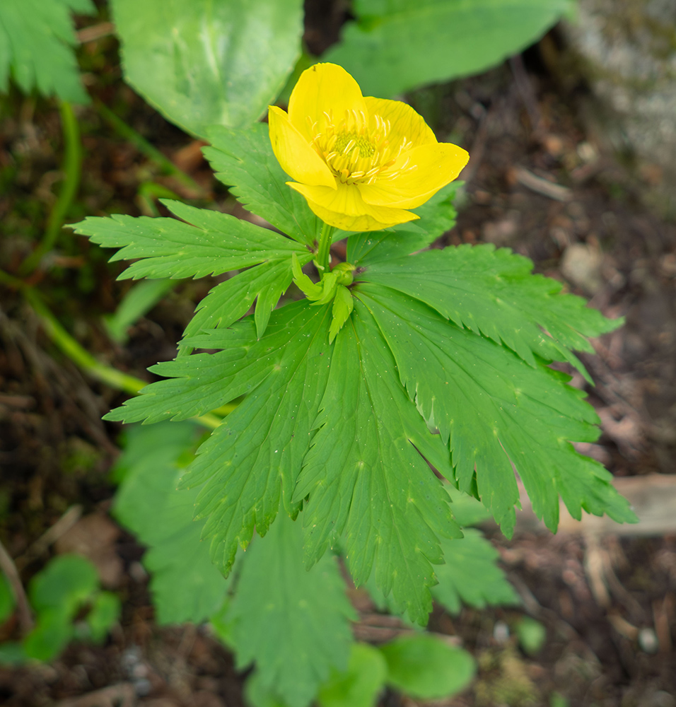 Image of Trollius riederianus specimen.
