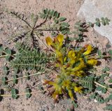 род Astragalus