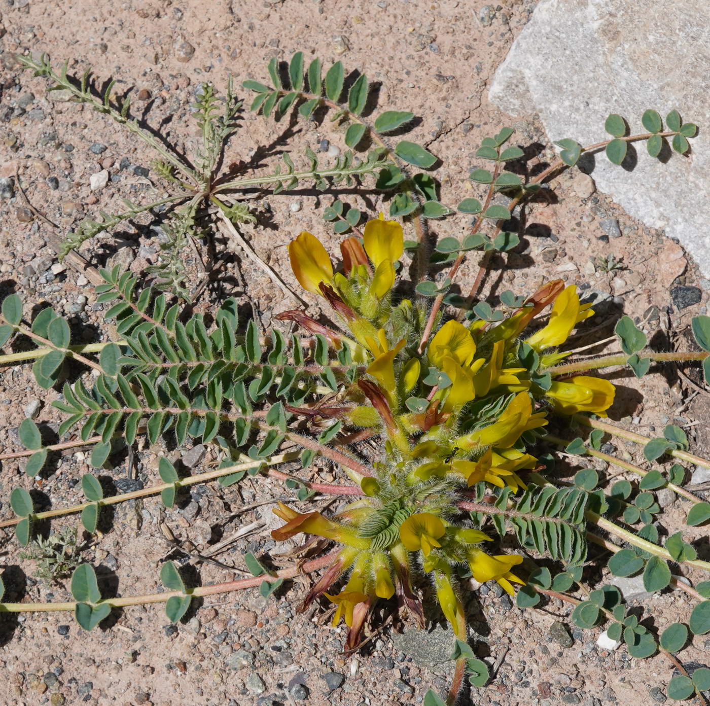 Изображение особи род Astragalus.