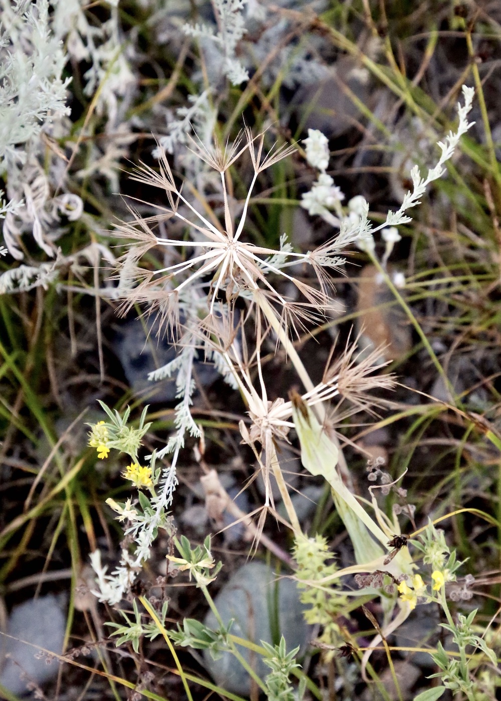 Image of Tragopogon turkestanicus specimen.