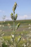 Silene viscosa