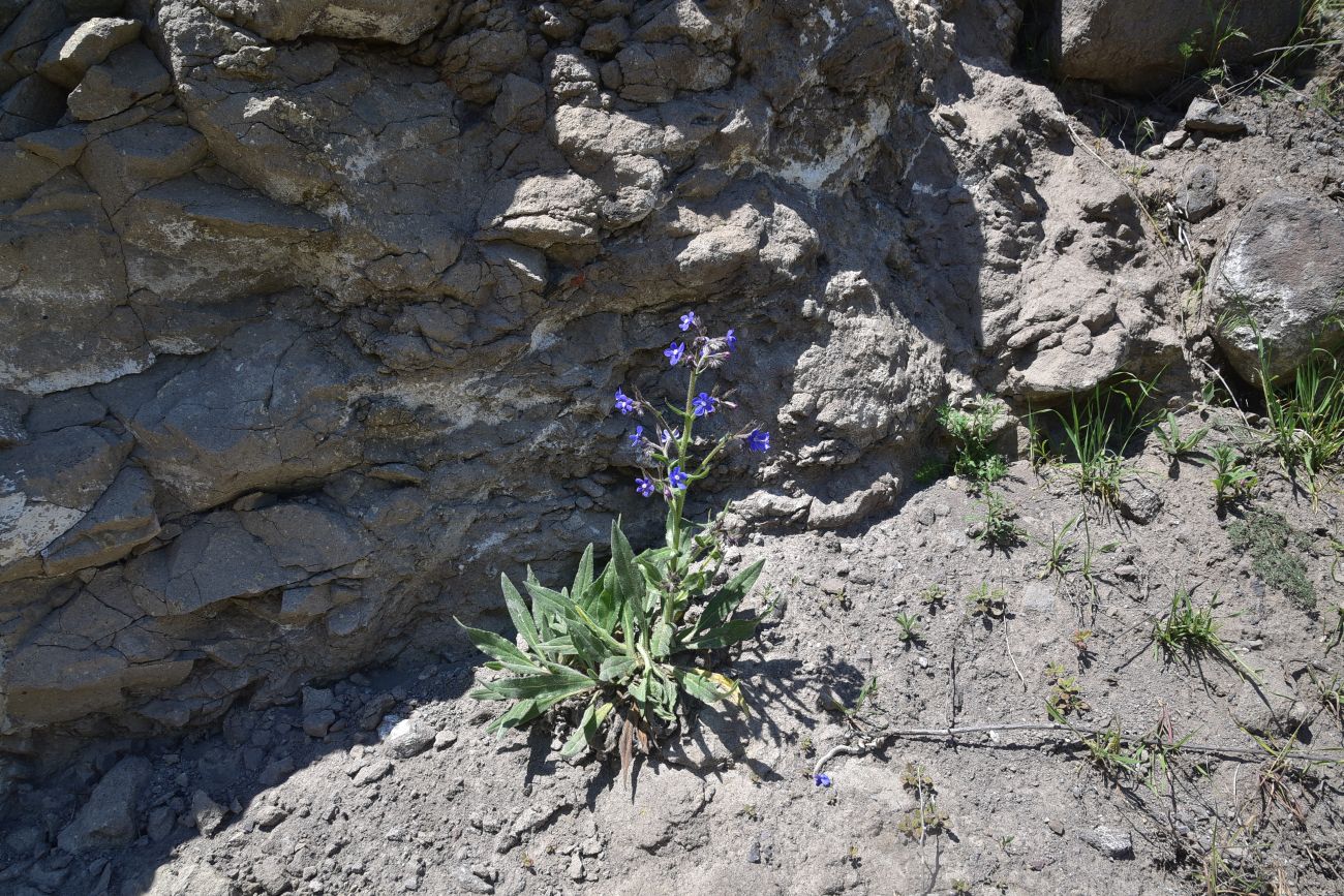 Image of genus Anchusa specimen.