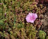 Convolvulus cantabrica. Часть побега с цветком на побегах Sedum. Турция, ил Артвин, дер. Баглик, открытый участок террасы, горная степь. 12 июня 2026 г.