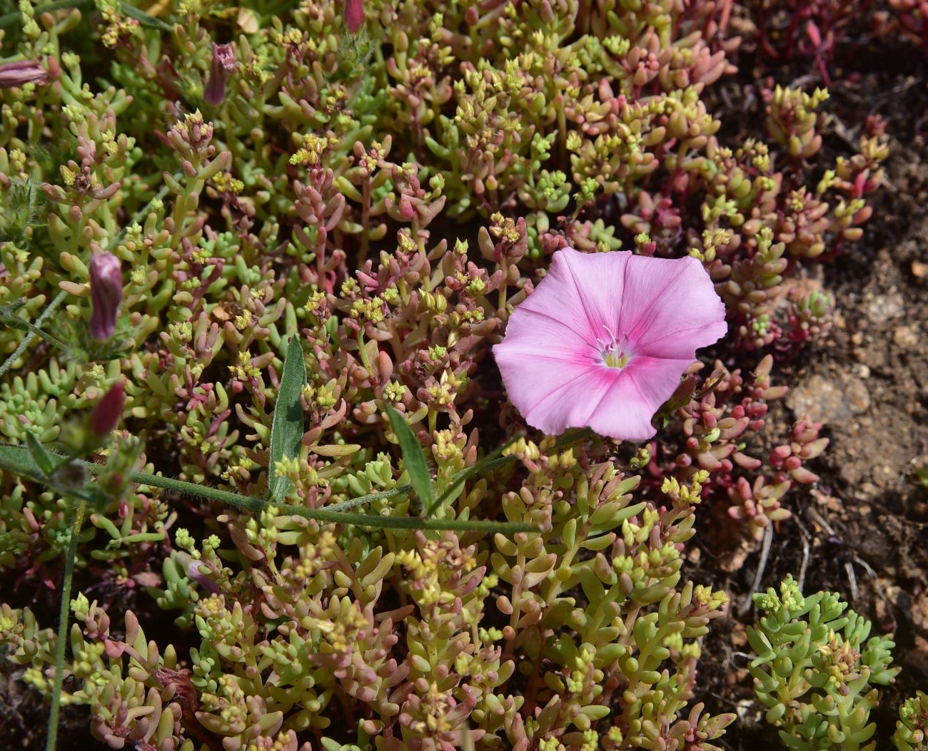 Image of Convolvulus cantabrica specimen.