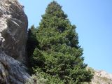 View full-size image Abies semenovii