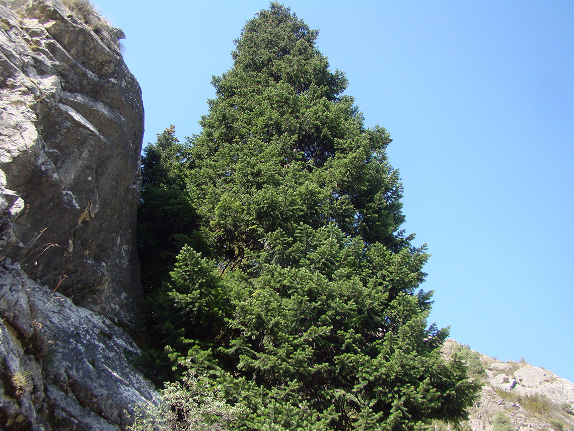 Image of Abies semenovii specimen.