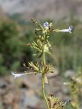 genus Lophanthus. Соцветие. Таджикистан, Горно-Бадахшанская автономная обл., Шугнанский р-н, окр. кишлака Нимос, дол. р. Гунт, ≈ 2820 м н.у.м., каменистая осыпь. 15 июля 2026 г.