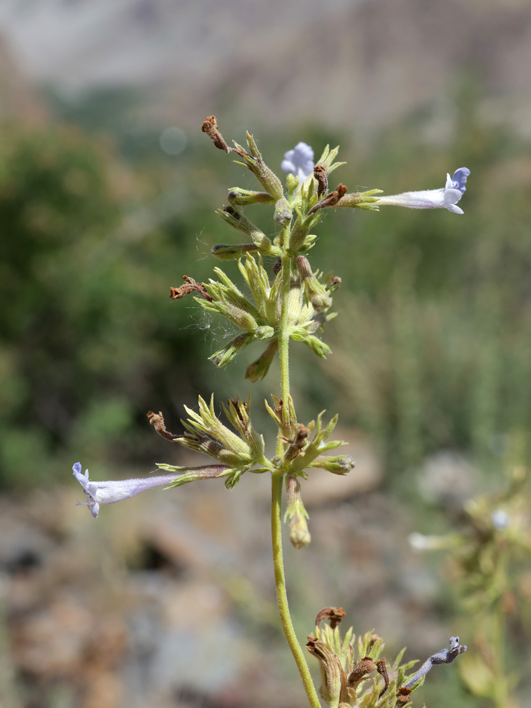 Image of genus Lophanthus specimen.