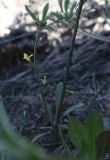 Erysimum hieraciifolium. Мелкий (высота около 6 см) цветущий побег, развившийся из проснувшейся почки недоумершего прошлогоднего растения. Санкт-Петербург, железнодорожная насыпь. 15.05.2011.