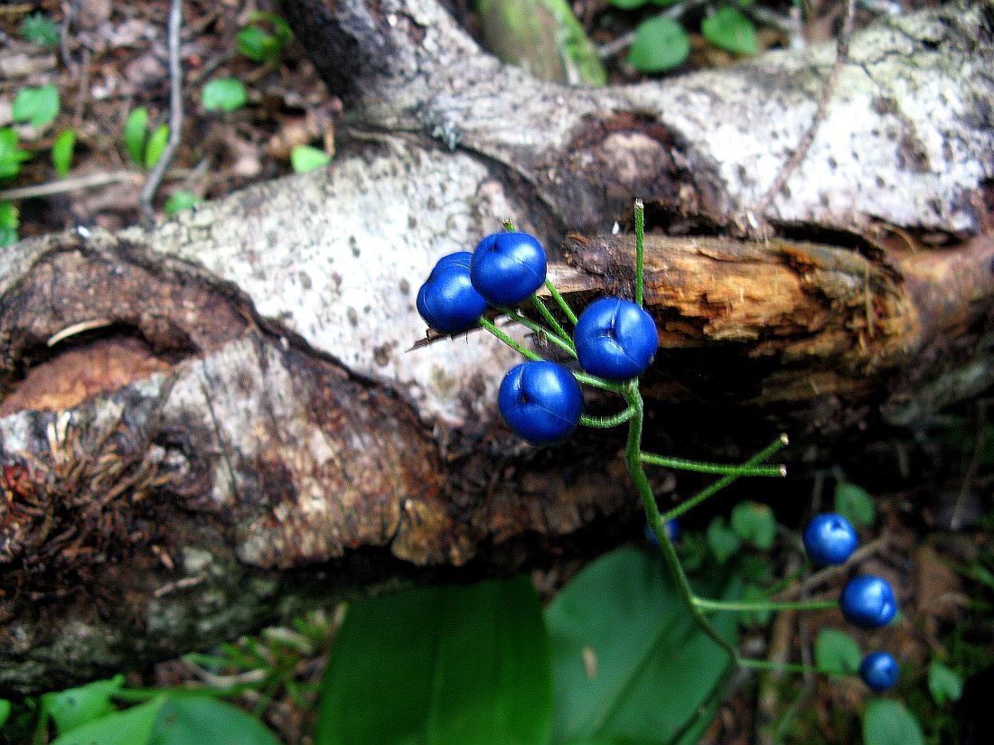 Image of Clintonia udensis specimen.