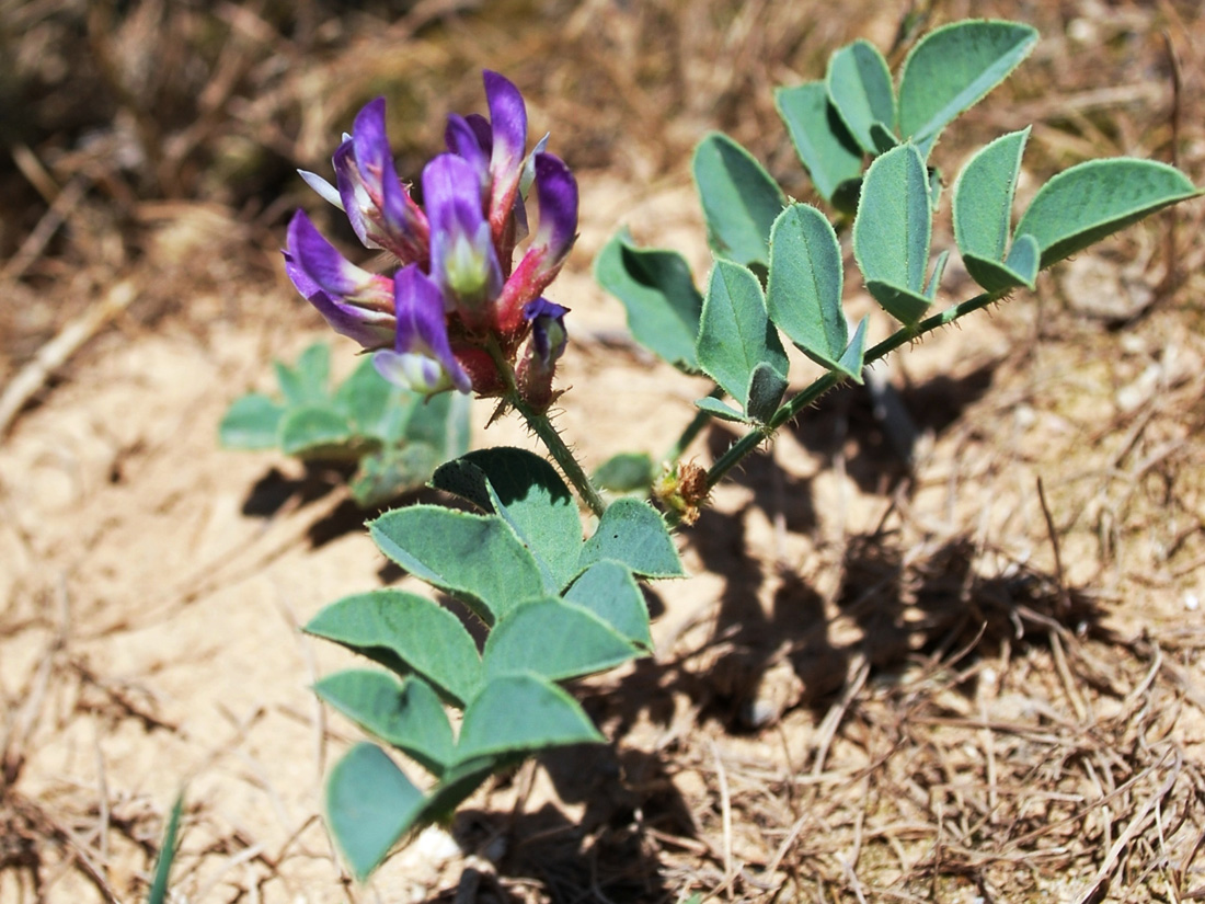 Изображение особи Glycyrrhiza hispida.