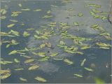 Sagittaria sagittifolia. Растения, плавающие на поверхности озера. Чувашия, окр. г. Шумерля, правый берег р. Сура, Сурский затон. 11 июня 2011 г.