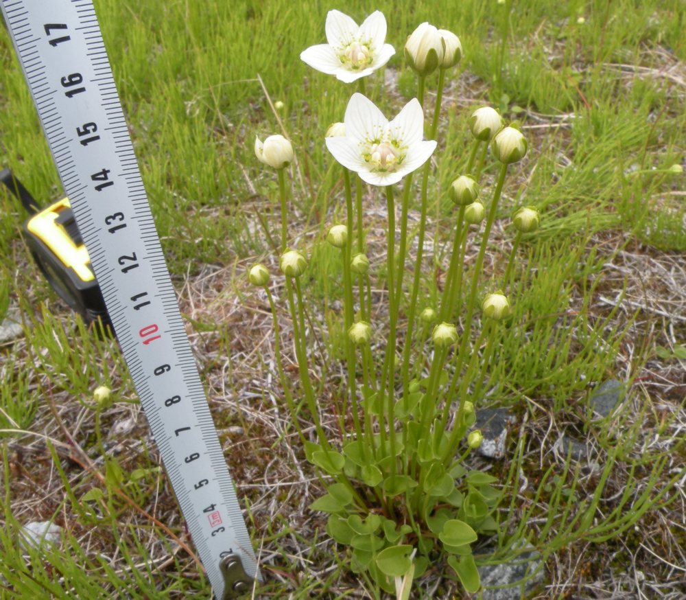 Изображение особи Parnassia palustris.