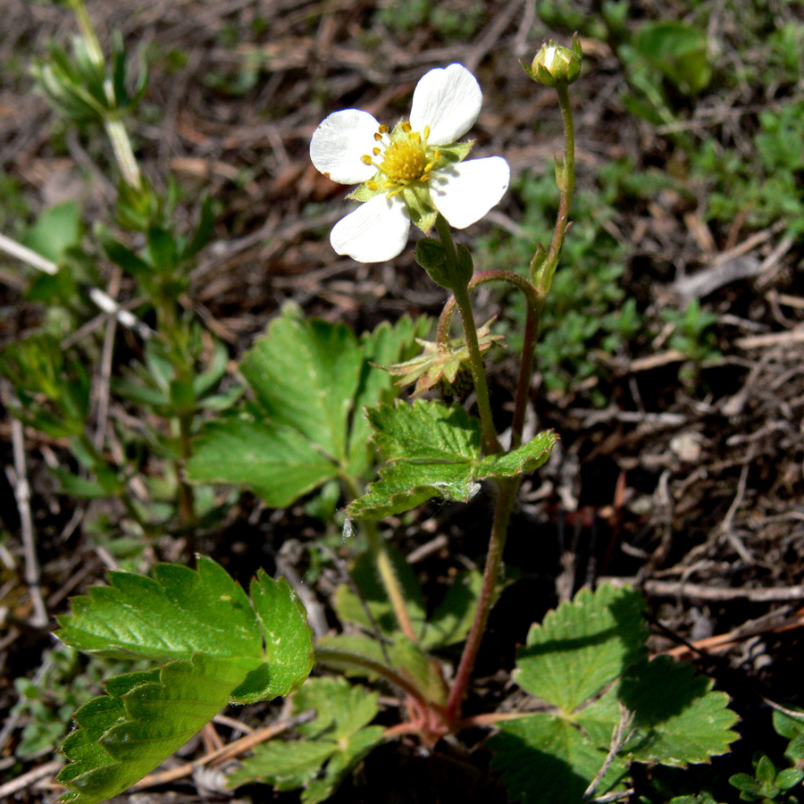 Изображение особи Fragaria vesca.