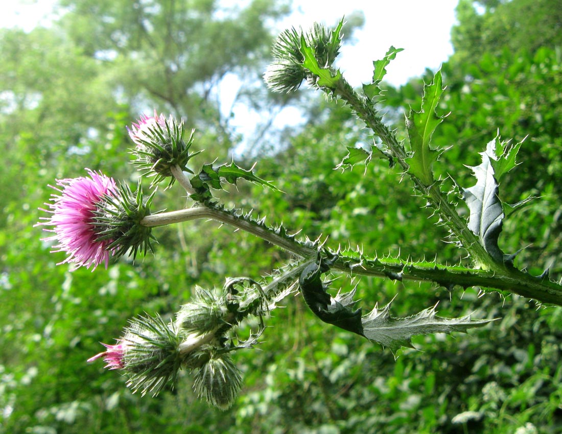 Изображение особи Carduus crispus.