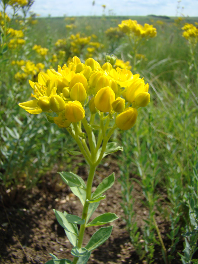 Image of Haplophyllum suaveolens specimen.