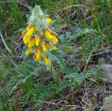 Phlomoides speciosa. Цветущее растение. Казахстан, Южно-Казахстанская обл., Угамский хр., ущ. р. Сазаната. 06.05.2011.