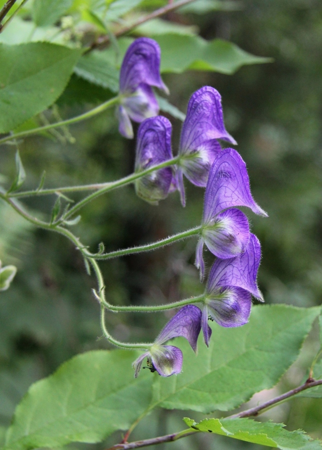Image of Aconitum volubile specimen.