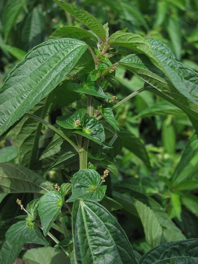 Image of Acalypha australis specimen.