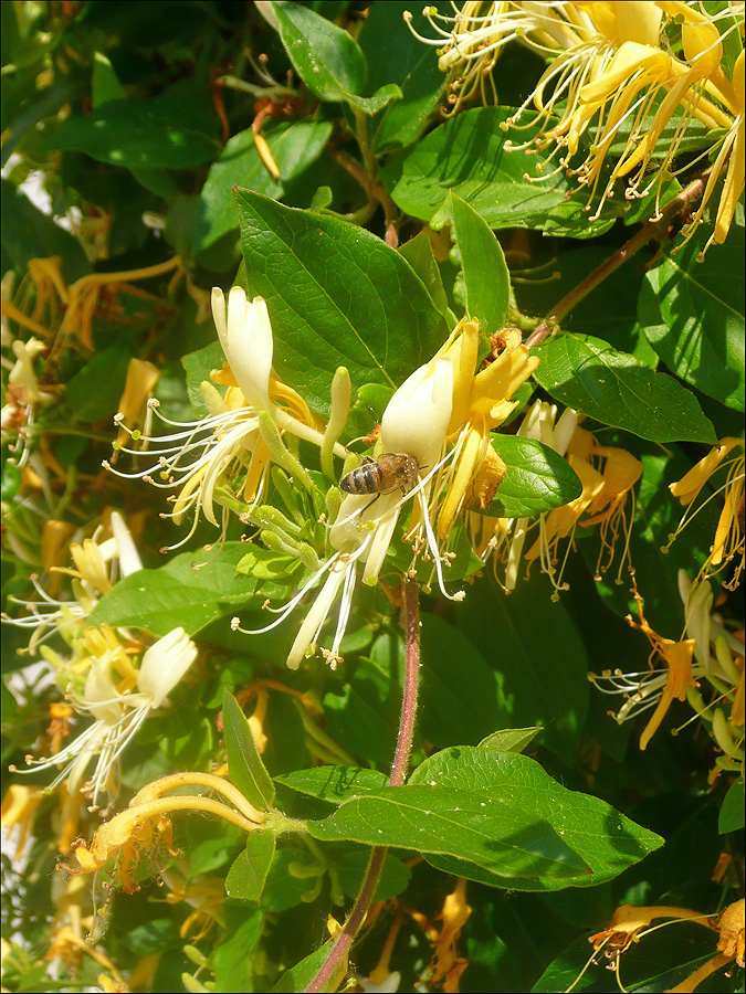 Изображение особи Lonicera japonica.