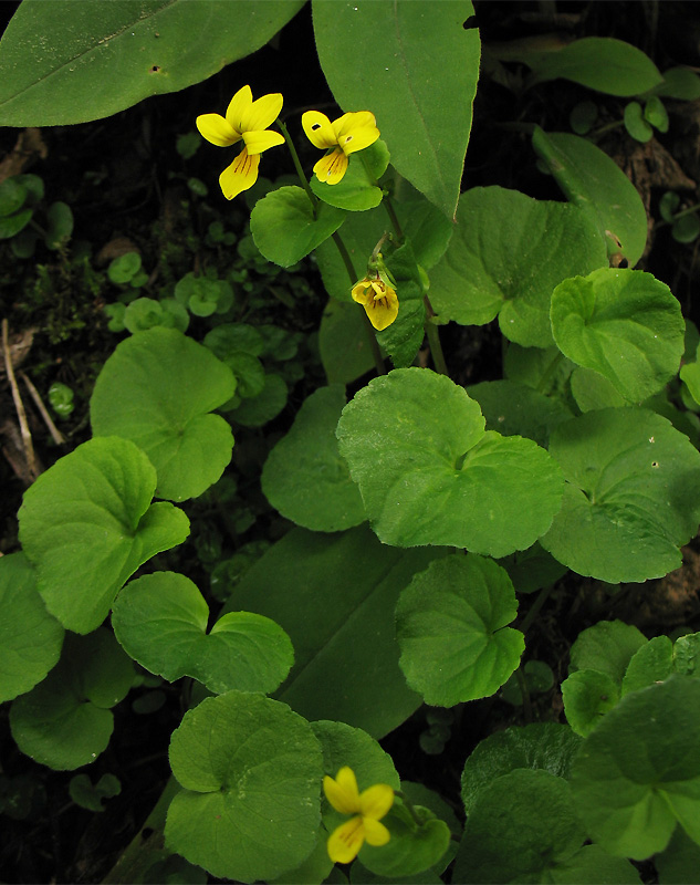 Image of Viola biflora specimen.