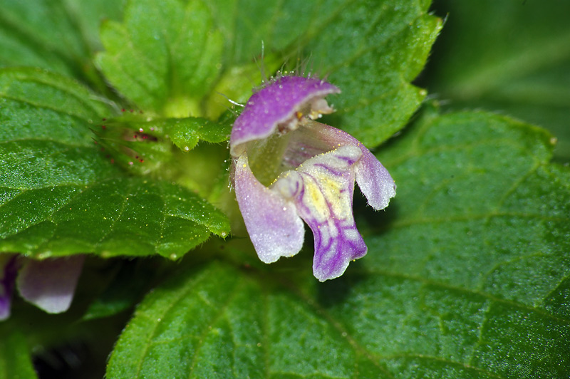 Image of Galeopsis bifida specimen.