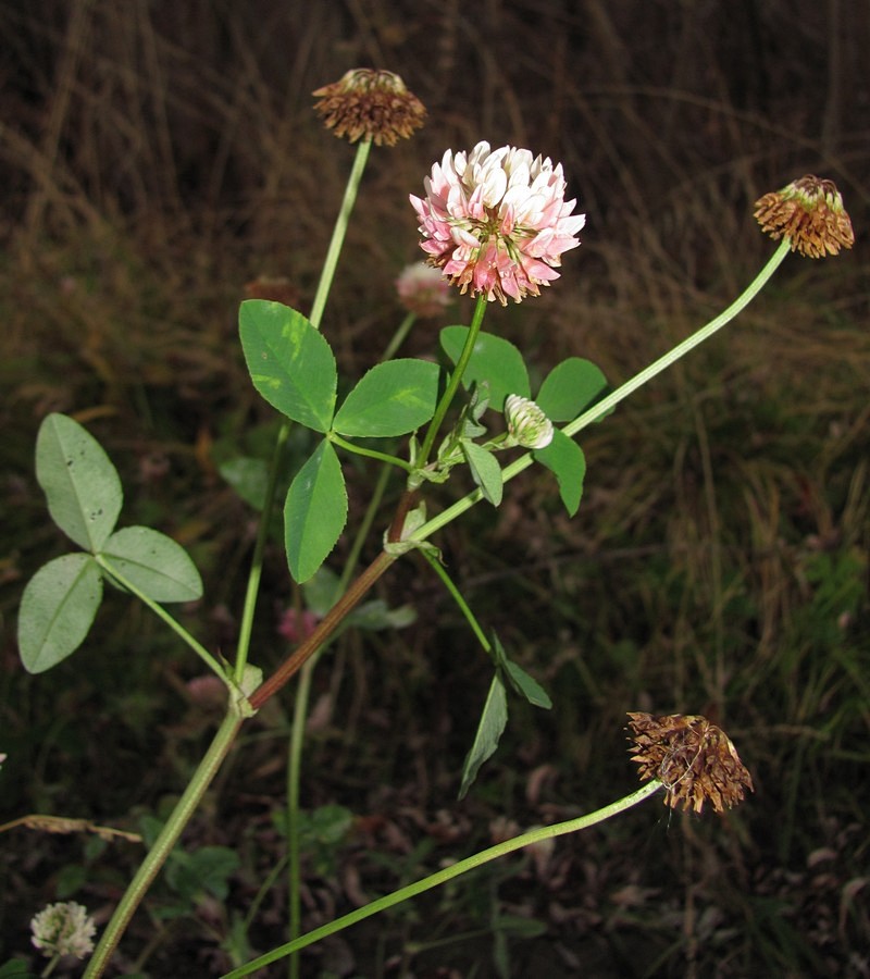 Изображение особи Trifolium hybridum.