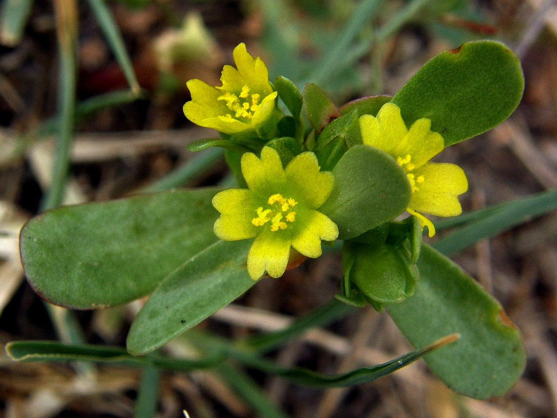 Изображение особи Portulaca oleracea.