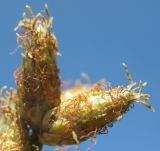 Schoenoplectus triqueter