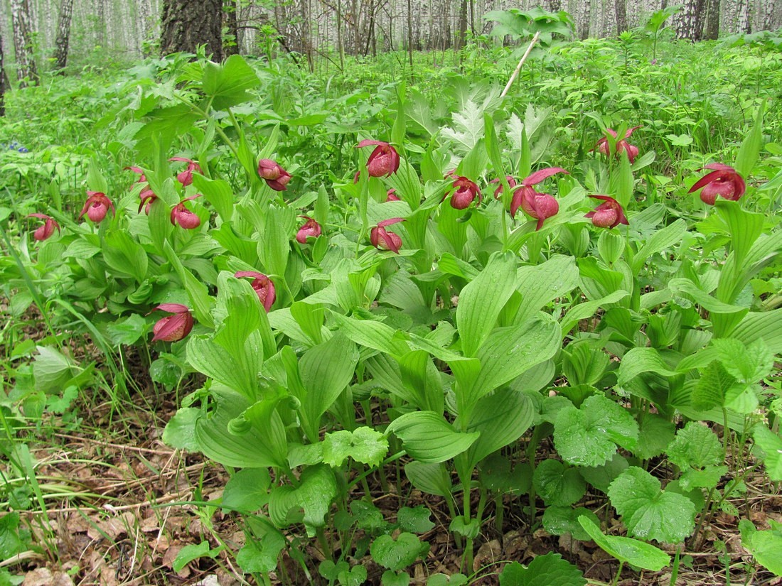 Image of Cypripedium &times; ventricosum specimen.