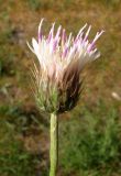 Jurinea suffruticosa