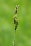 Carex orbicularis