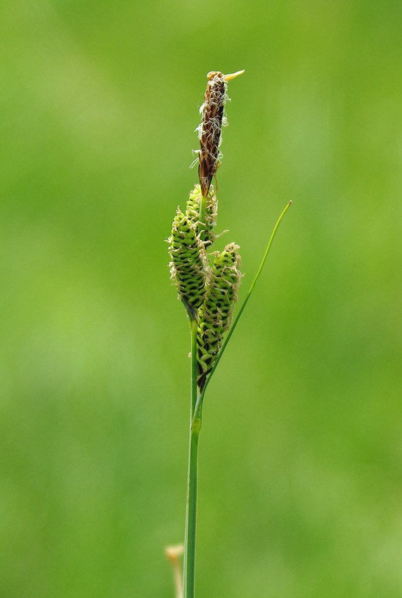 Изображение особи Carex orbicularis.