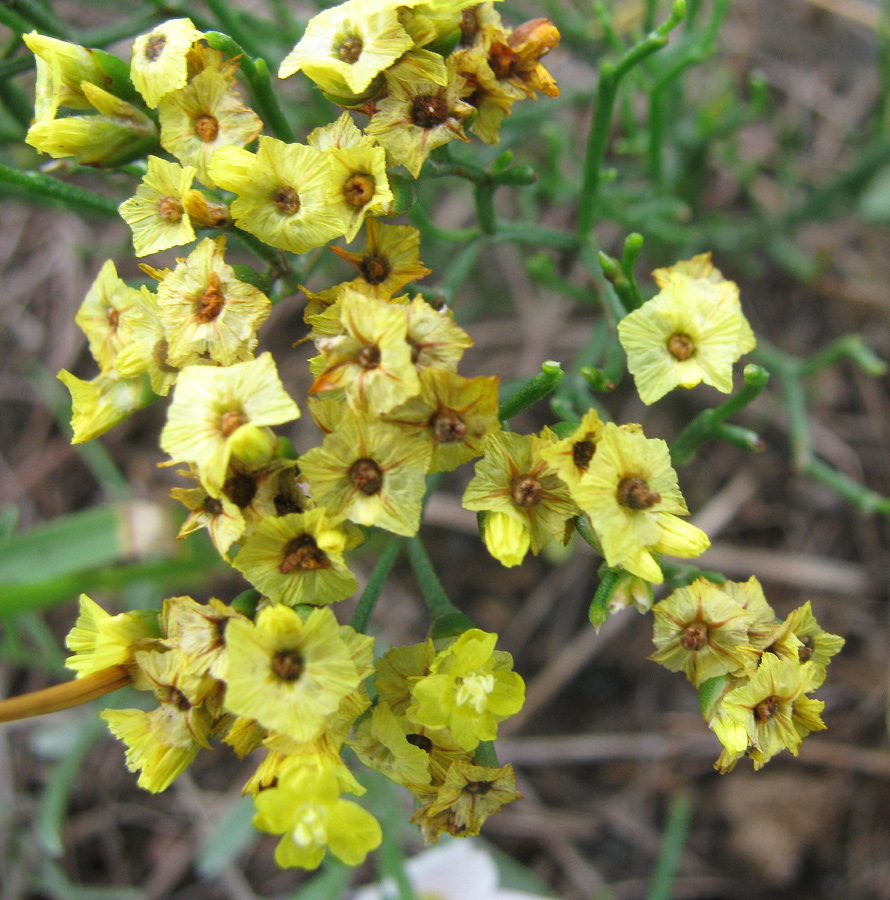 Изображение особи Limonium aureum.