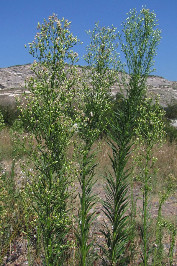 Image of Conyza canadensis specimen.