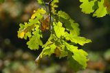 Quercus robur. Ветвь. Московская обл., Раменский р-н, окрестности д. Хрипань. 22.09.2007.