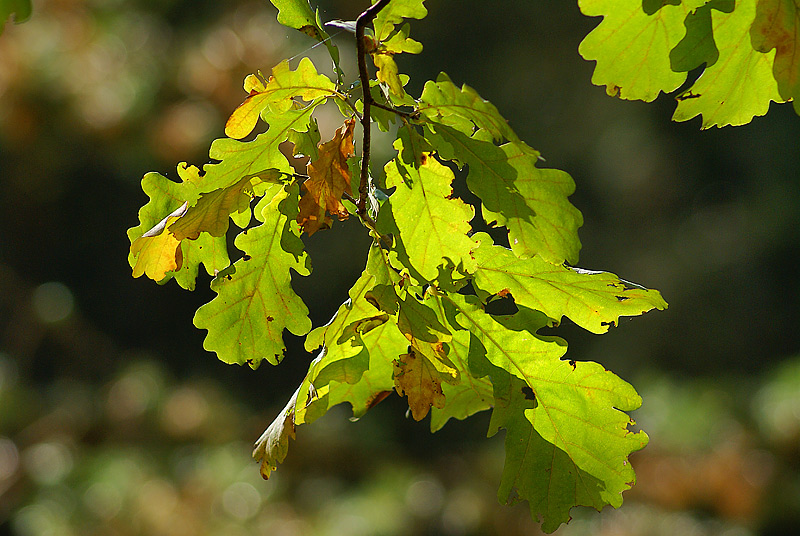 Изображение особи Quercus robur.