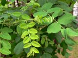 Caragana arborescens. Листья (видны шиповидные прилистники). Свердловская обл., Первоуральский городской округ, окрестности ж.-д. станции Хрустальная. 12.06.2011.