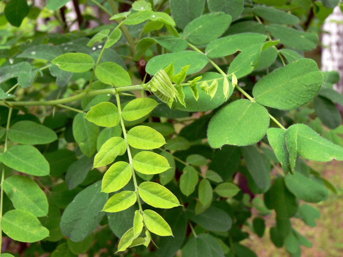 Image of Caragana arborescens specimen.