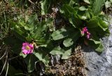 Primula warshenewskiana. Цветущие растения. Таджикистан, Памир, окр. г. Хорог. 31.07.2011.