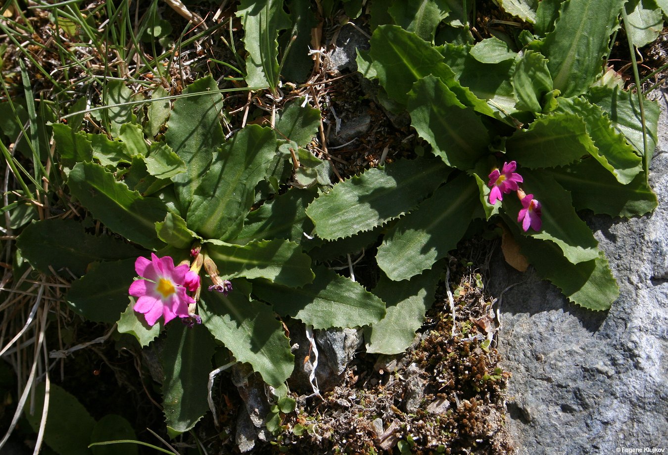 Image of Primula warshenewskiana specimen.