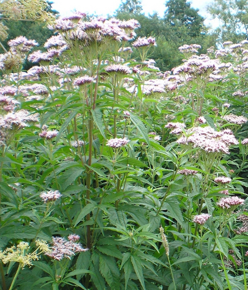 Изображение особи Eupatorium cannabinum.