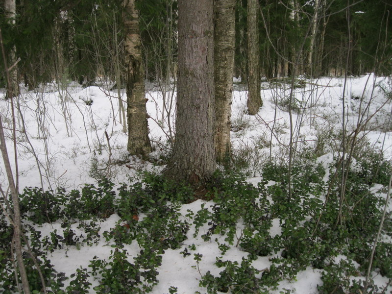 Image of Vaccinium vitis-idaea specimen.