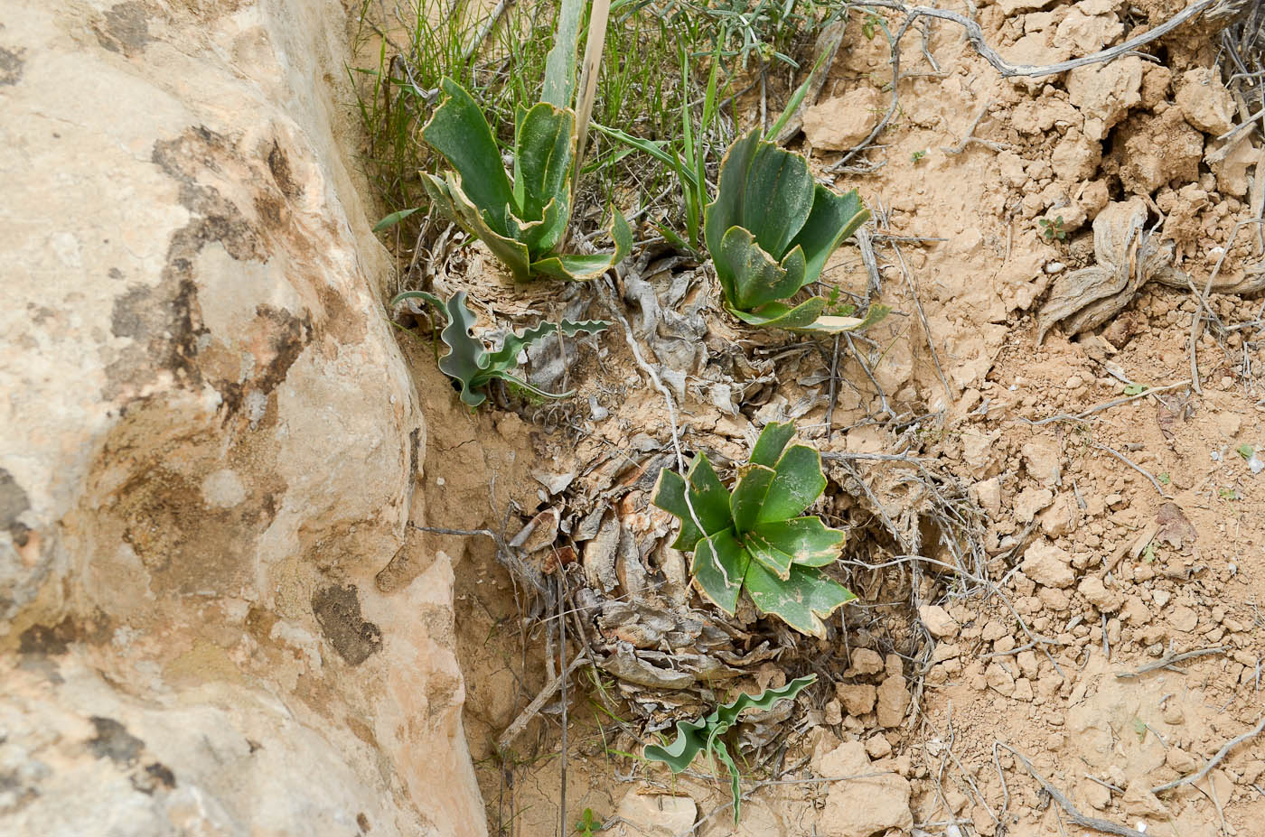 Image of Drimia aphylla specimen.