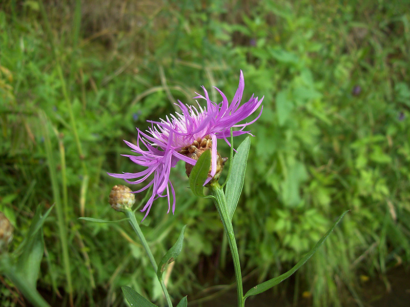 Изображение особи Centaurea jacea.