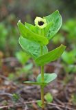Chamaepericlymenum suecicum