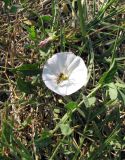 Convolvulus arvensis. Цветок с кормящейся мухой-журчалкой. Крым, г. Саки, пустырь у оздоровительного комплекса \"Парус\". 30.08.2011.